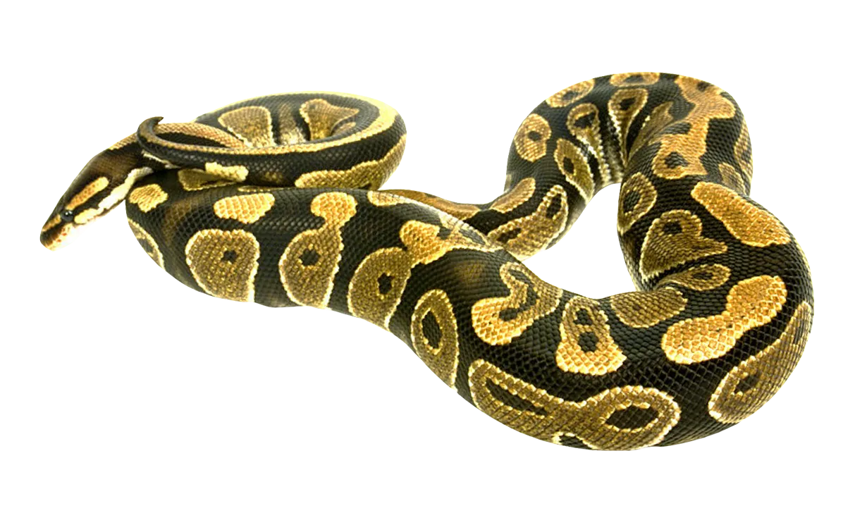 anaconda hood up, cobra-like stance, defensive behavior png